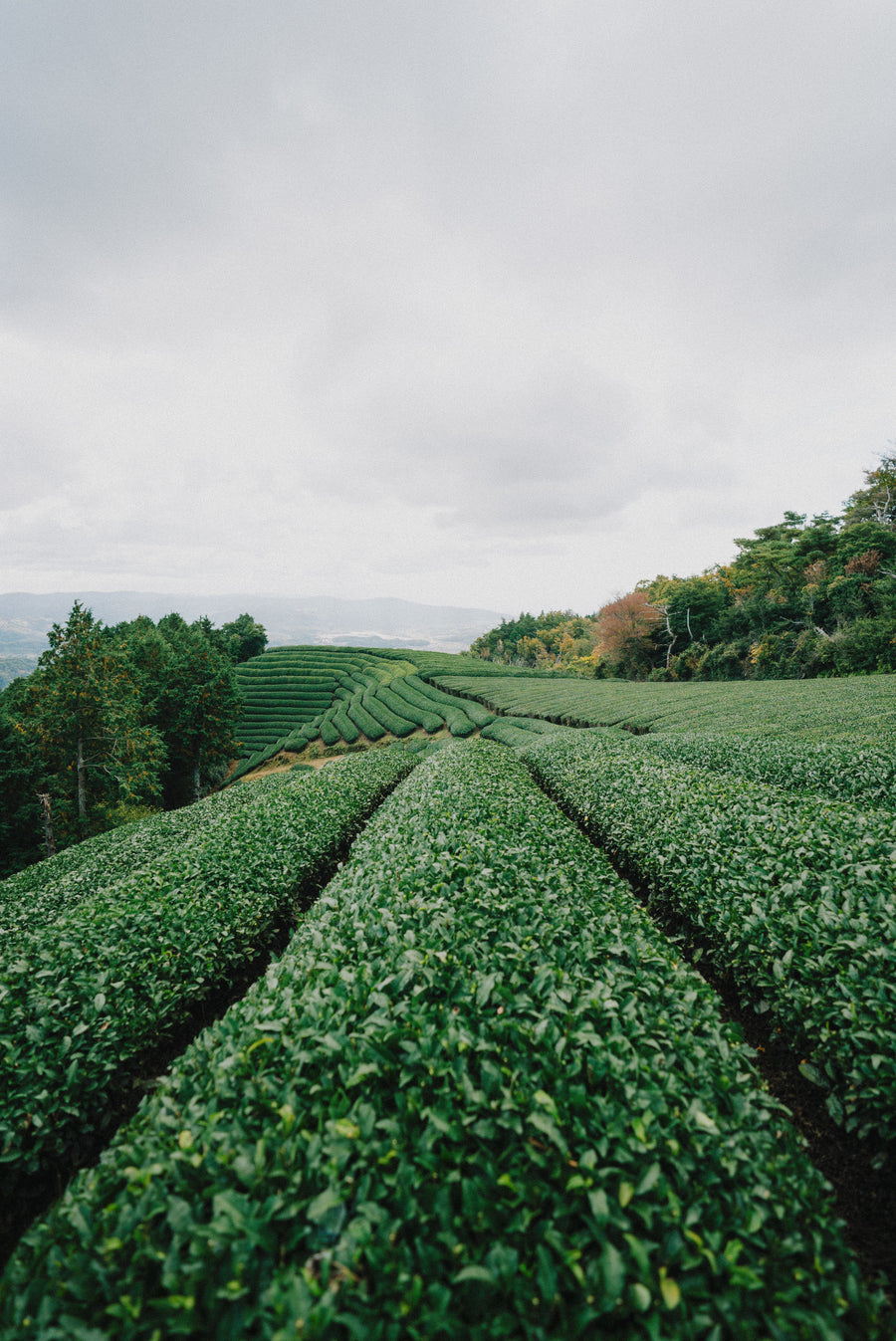 Japanese matcha fields